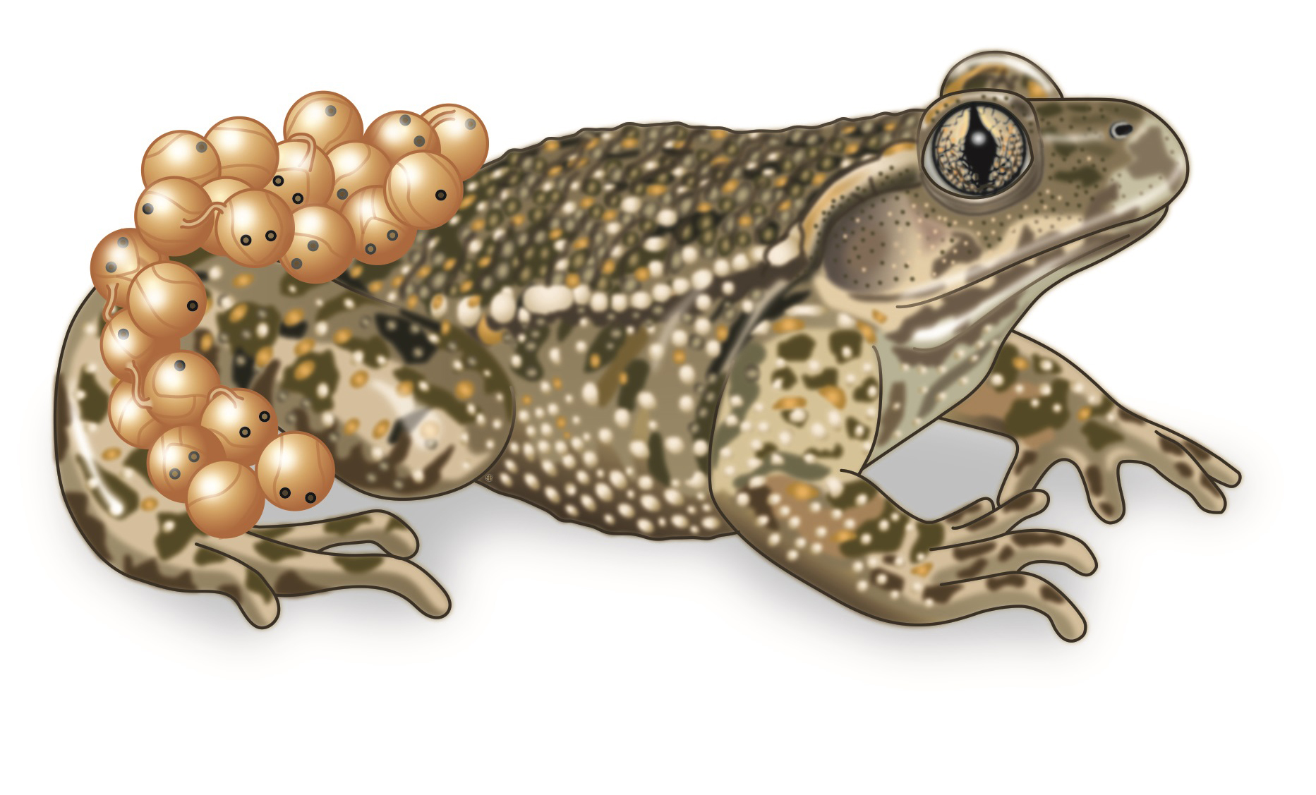 The Midwife Toad Challenge After (Half) a Century